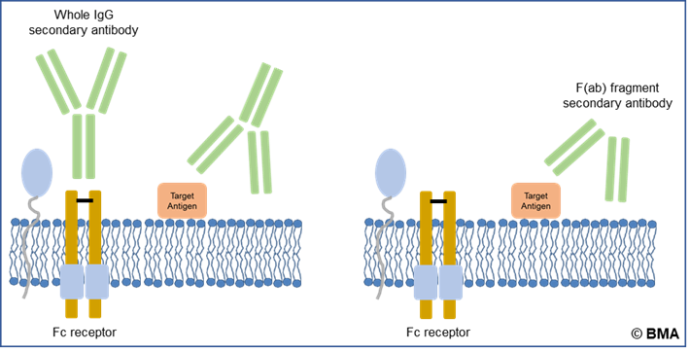 How to select the right secondary antibody - BMA