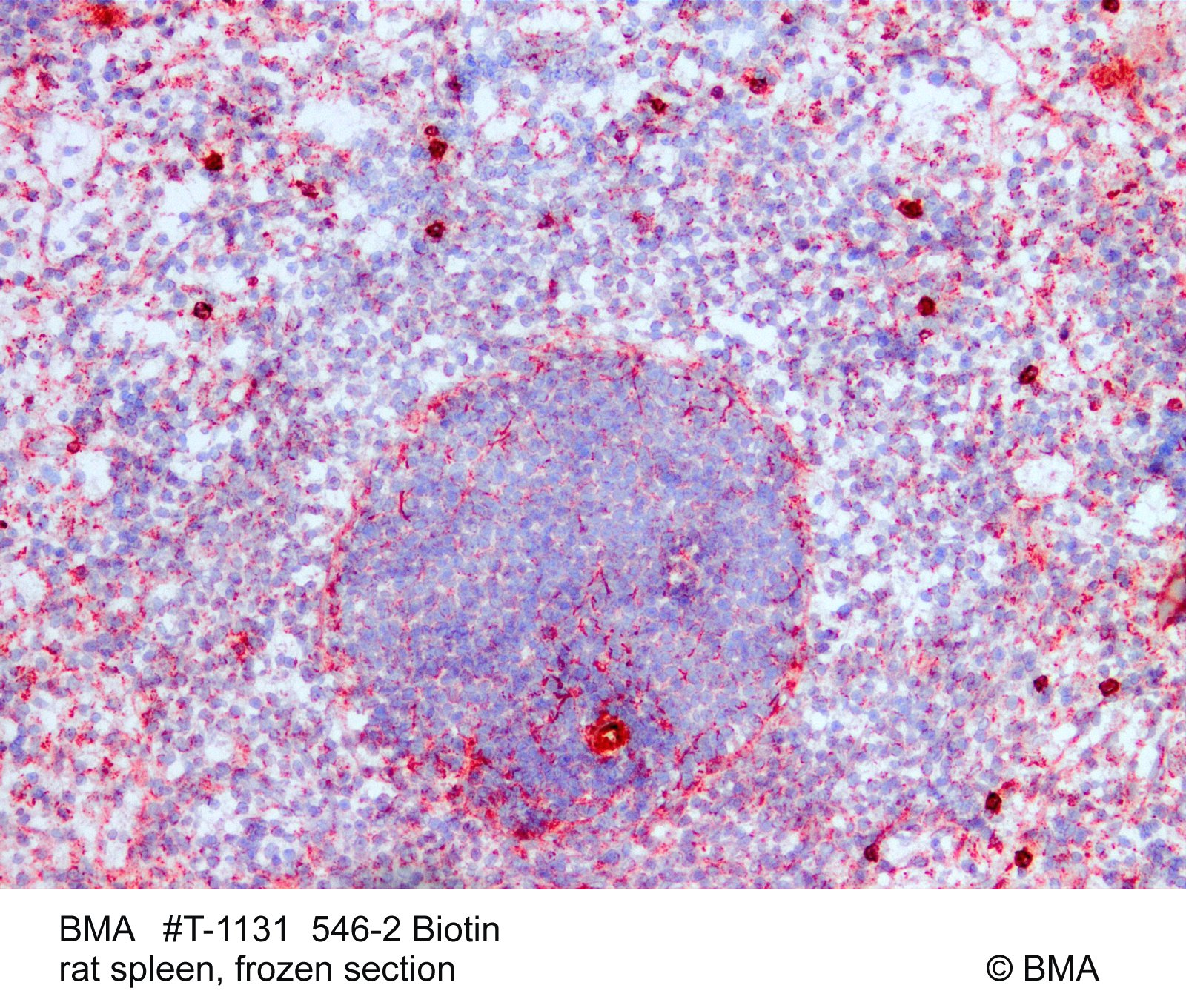 hp-t-1131_546-2-biotin_rat-spleen_frozen_.jpg