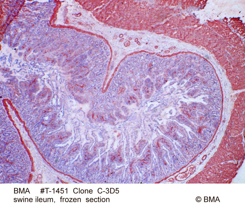 hp-t-1451_-c-3d5_swine-ileum_frozen_0007.jpg