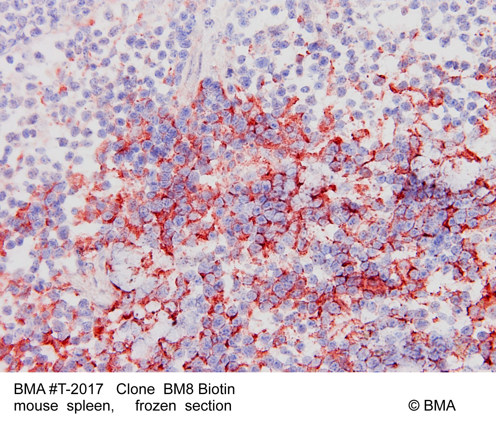 hp-t-2017_bm8-biotin_mouse-spleen_frozen_0001.jpg