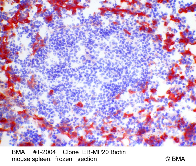 hp-t-2019_er-mp20biotin_mouse_spleen_frozen_0001.jpg