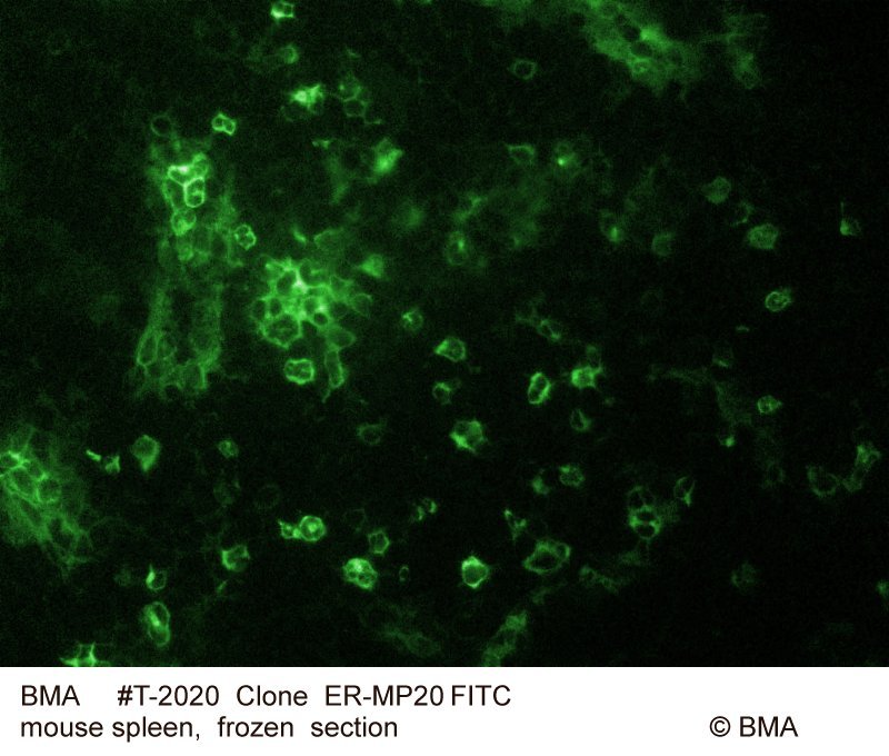 hp-t-2020_er-mp20_mouse-spleen_frozen_0004.jpg
