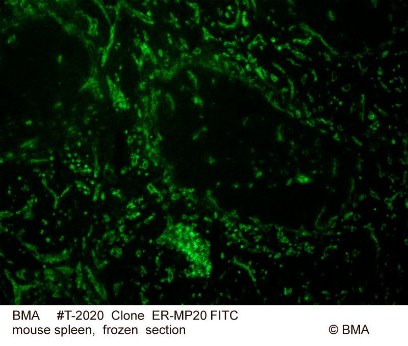 hp-t-2020_er-mp20_mouse-spleen_frozen_0007.jpg