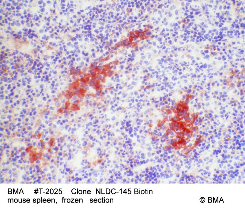 hp-t-2025_nldc-145biotin_mouse_spleen_frozen_0002.jpg
