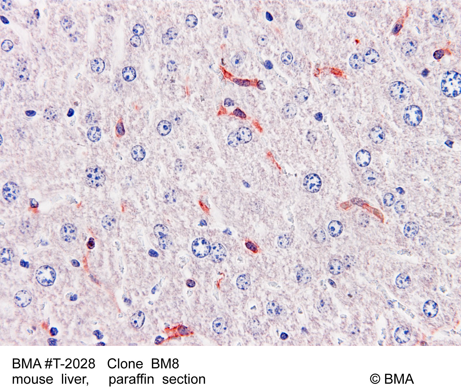 hp-t-2028_bm8_mouse-liver_paraffin_0001.jpg