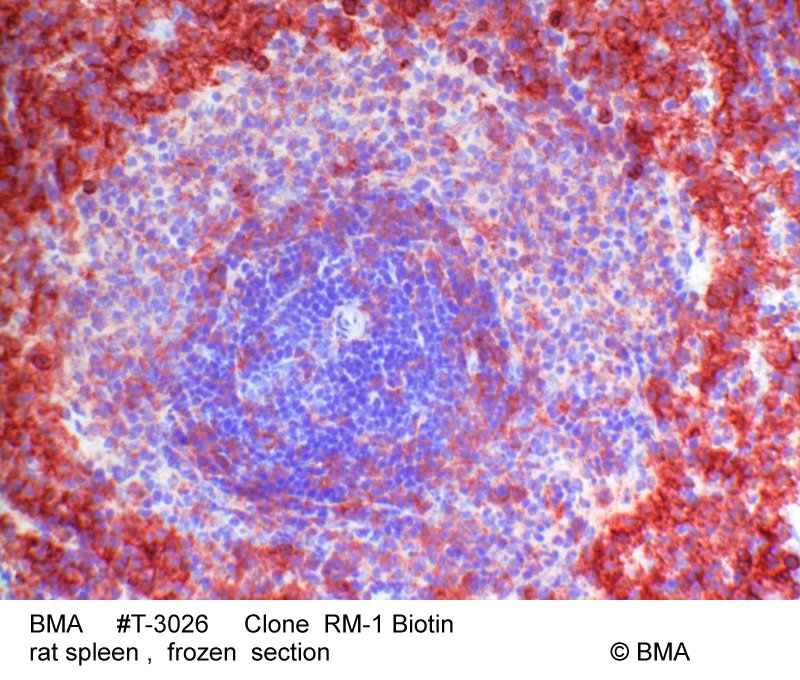 hp-t-3026_rm-1biotin_rat_spleen_0001.jpg