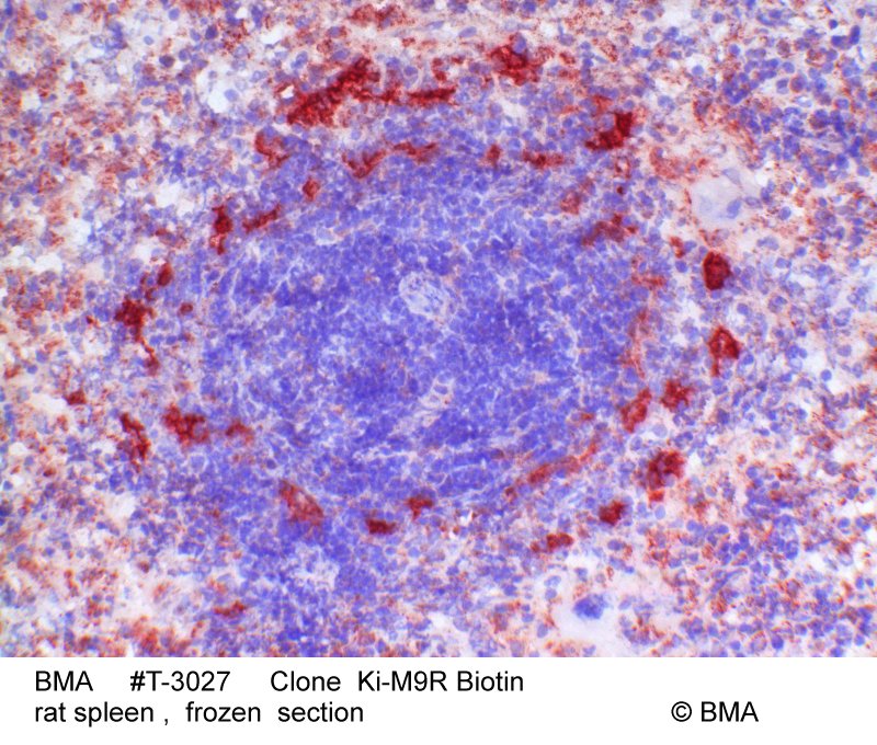 hp-t-3027_ki-m9r-biotin_rat_spleen_0001.jpg