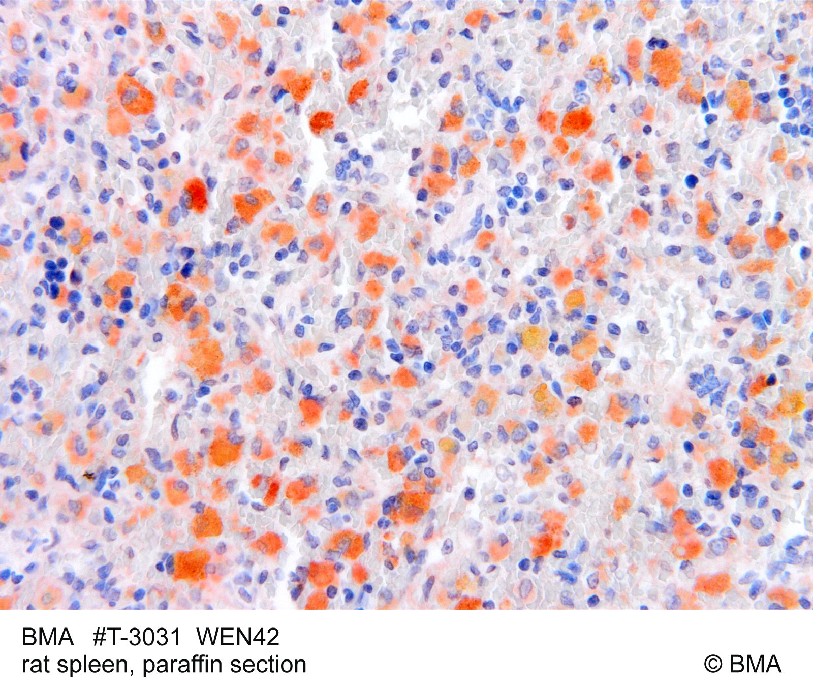 hp-t-3031_wen42_rat-spleen_-paraffin_mw_bild_208.jpg