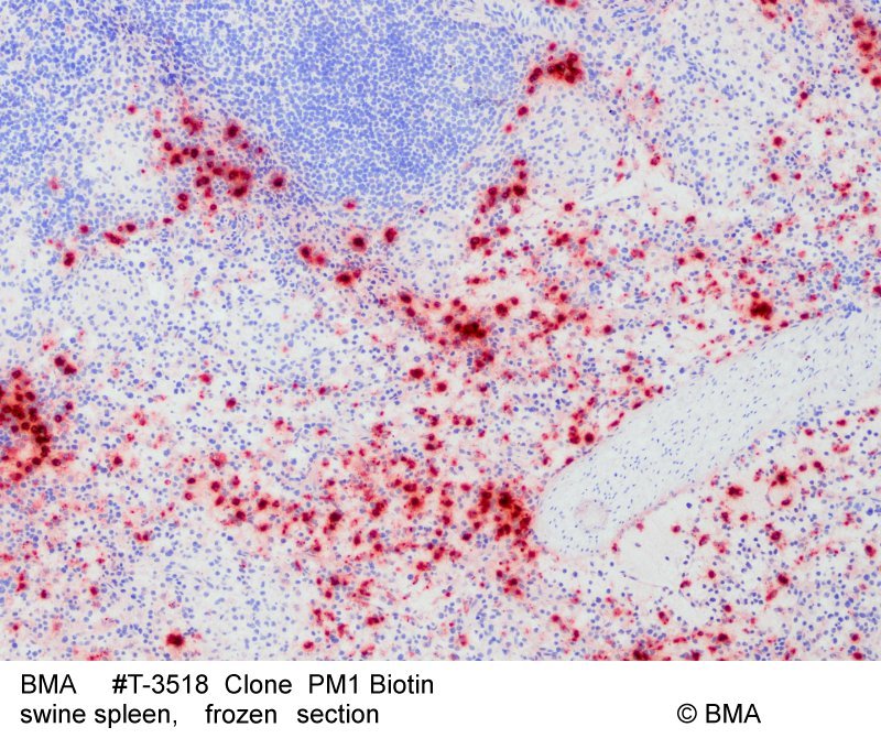 hp-t-3518_pm1-biotin_swine-spleen_frozen_001.jpg
