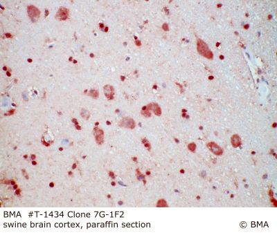 hp_t-1434_7g-1f2_swine_brain_cortex_paraffin__mw_0.jpg