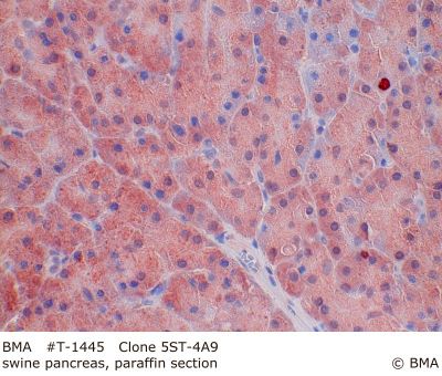 hp_t-1445__5st-4a9_swine_pankreas_paraffin_0001.jpg