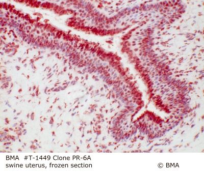 hp_t-1449_pr-6a_swine_uterus_frozen_0002.jpg