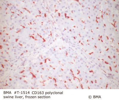 hp_t-1514_cd-163_polyclonal_swine_liver_frozen_000.jpg