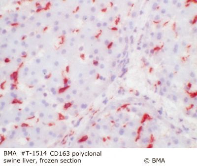 hp_t-1514_cd-163_polyclonal_swine_liver_frozen_000_1.jpg