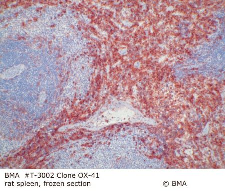 hp_t-3002_ox-41__rat_spleen_frozen_0001.jpg