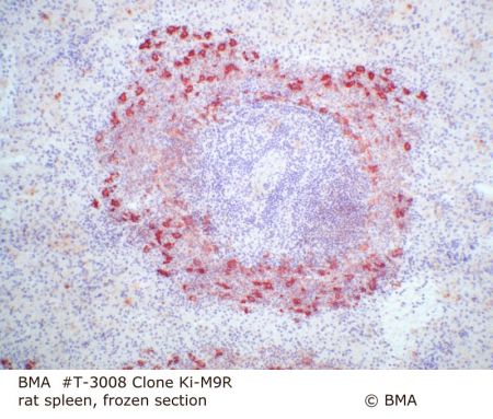 hp_t-3008_ki-m9r__rat_spleen_frozen_0002.jpg
