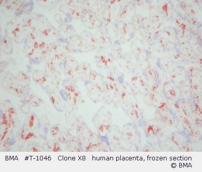 hpt-1046_001_x8_placenta_human_frozen_dscn0687.jpg