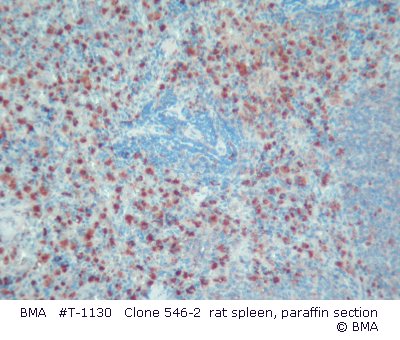 hpt-1130_001_546-2_rat_spleen__paraffin_1071_004.jpg