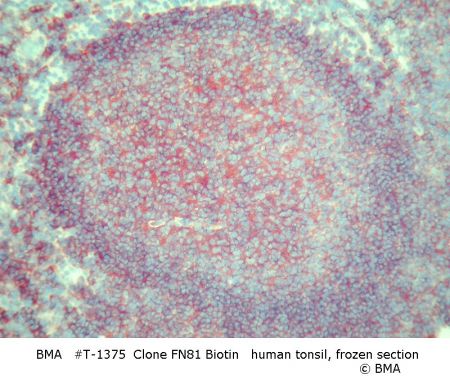hpt-1375_002_fn81_biotin_human-tonsil_frozen_002.jpg