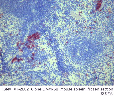 hpt-2002_001_er-mp58_mouse_spleen_frozen_009.jpg