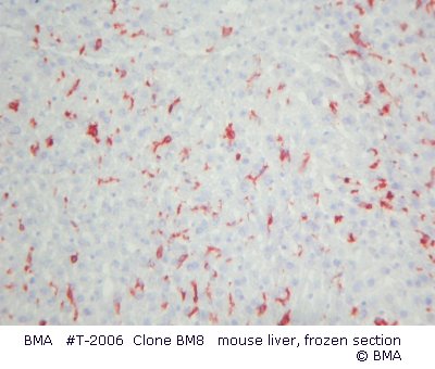 hpt-2006_001_bm8_liver_mouse_frozen_.jpg