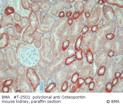hpt-2501_001__osteopontin_kidney_mouse_paraffin__0.jpg