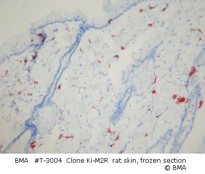 hpt-3004_003_ki-m2r_rat_skin_frozen_v1017_001.jpg