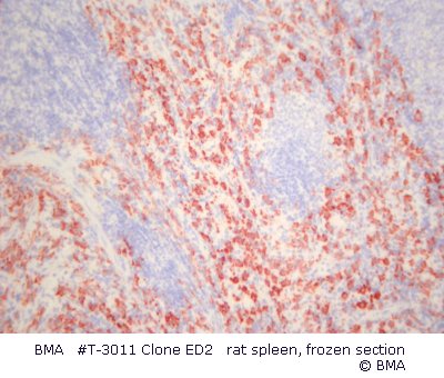hpt-3011_001_ed2_spleen_rat_frozen_.jpg