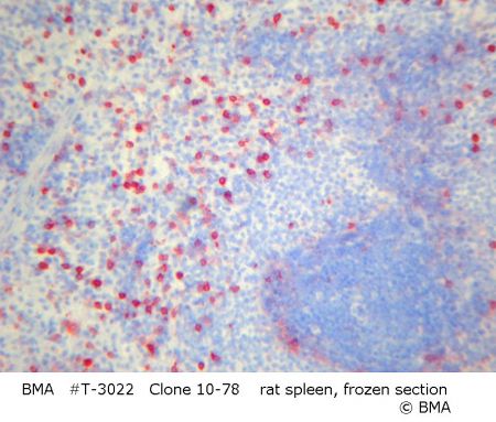 hpt-3022_001_10-78__spleen_rat_frozen_.jpg