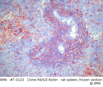 hpt-3123_rib5-2_rat_spleen_frozen_002.jpg