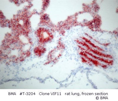 hpt-3204_001_vif11_lung_rat_frozen_dscn0665.jpg