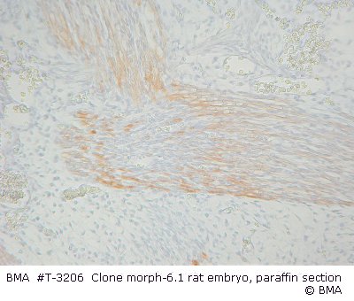 hpt-3206_001_morph-6__rat_embryo_paraffin_section_.jpg